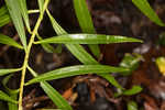 Arkansas ironweed